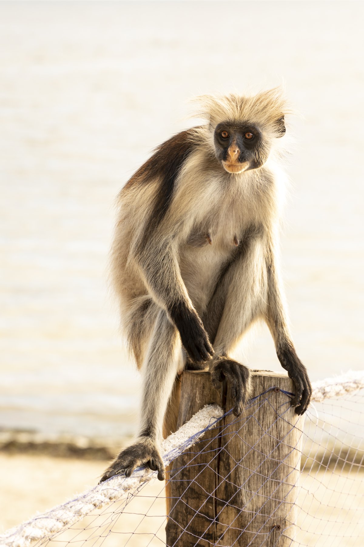 Почивка в ТАНЗАНИЯ - о-в Занзибар в хотели 4* и 5* хотели на първа линия - All inclusive ! Водач от България!